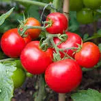 Truss Tomatos